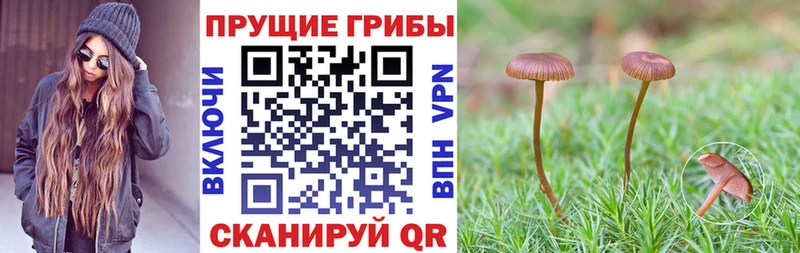 Купить  Челябинск  Псилоцибиновые грибы Magic Shrooms 